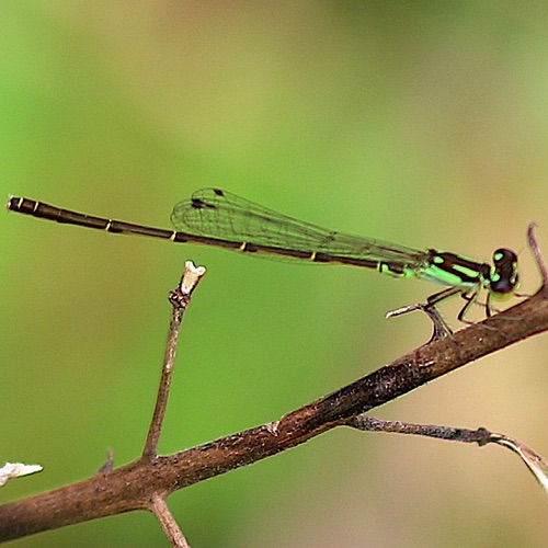Fragile Forktail
Ischnura posita